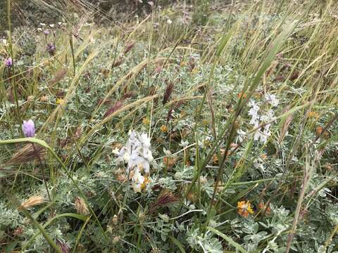 Delphinium variegatum subsp. kinkiense (Munz) M. J. Warnock的圖片