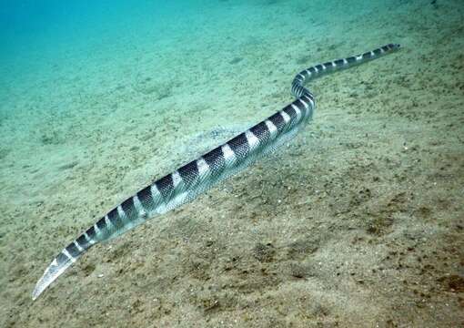 Image of Ornate Reef Sea Snake