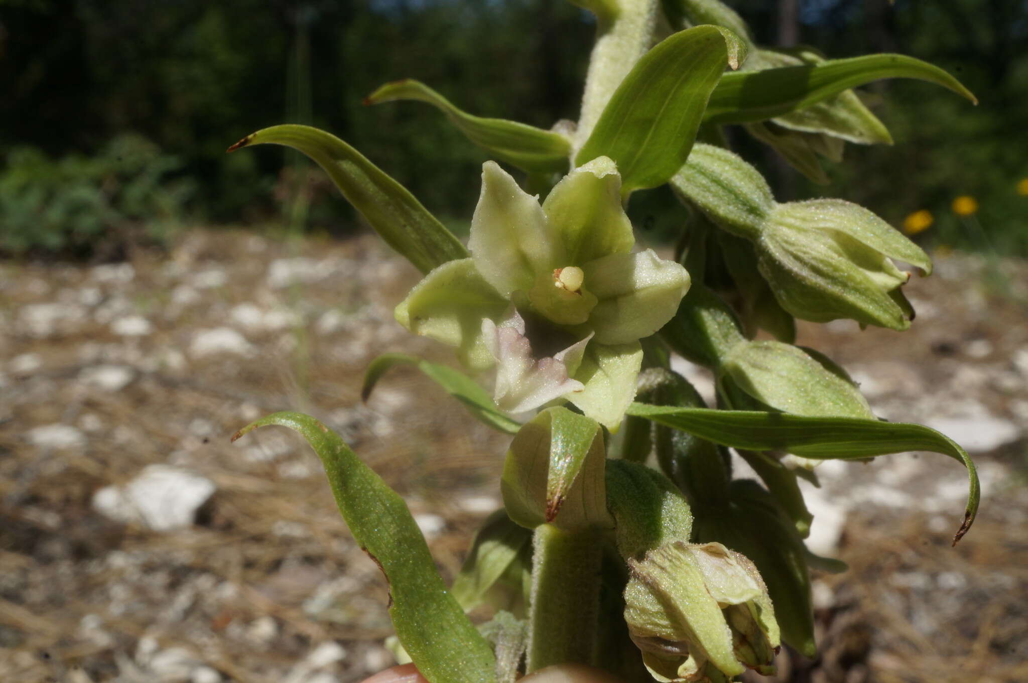 Image de Epipactis krym-montana Kreutz, Fateryga & Efimov