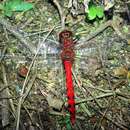 Image of <i>Sympetrum baccha matutinum</i>