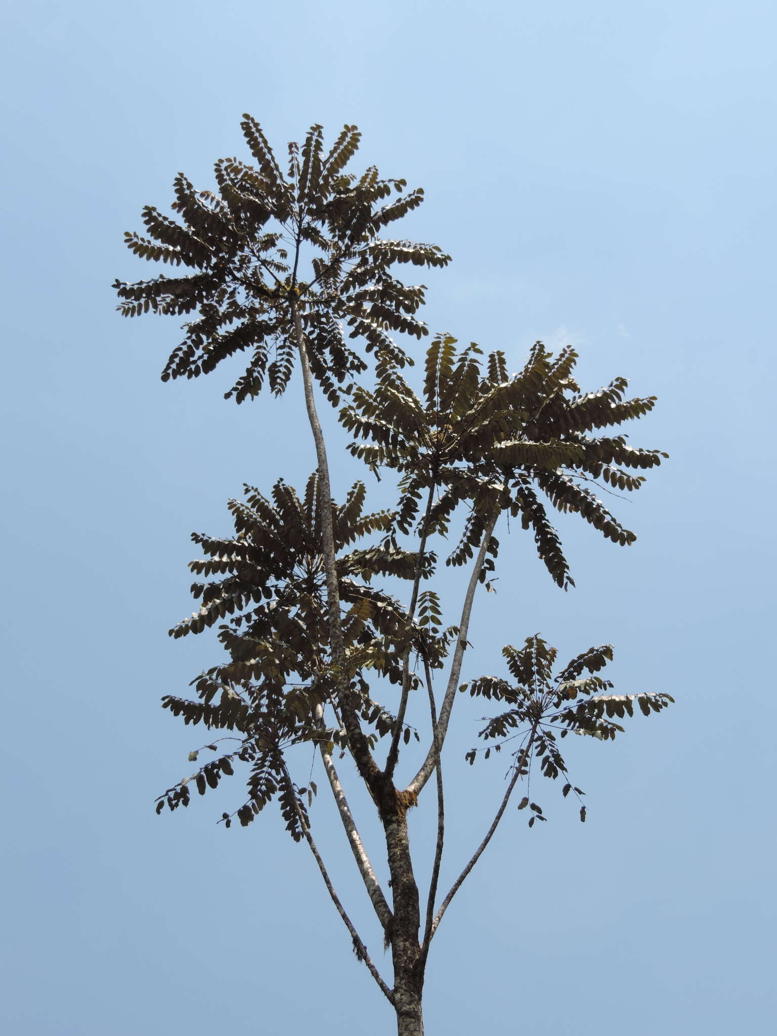 Image of Parasol tree