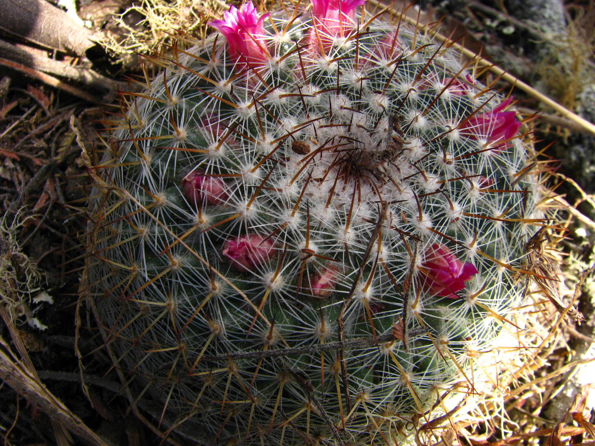 Image of Mammillaria albilanata subsp. oaxacana D. R. Hunt