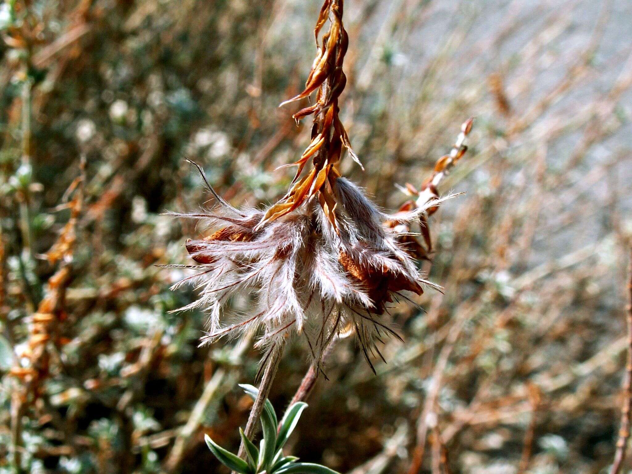 Image of Ebenus