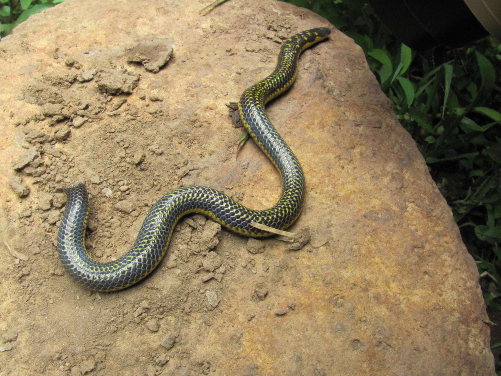 Sivun Uropeltis ellioti (Gray 1858) kuva