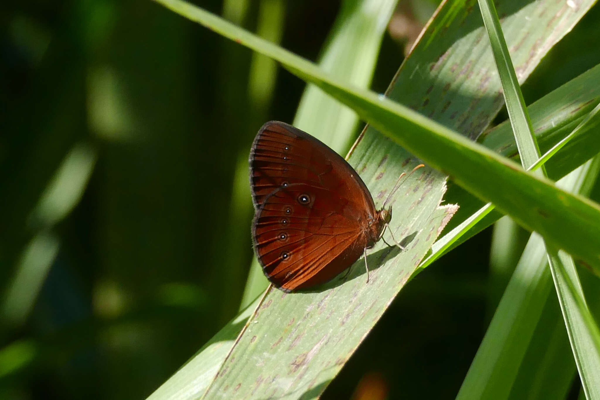 Image of cedar bush-brown