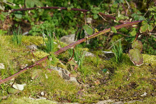 Image de Olsynium douglasii var. douglasii