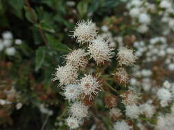 Sivun Ageratina glechonophylla (Less.) R. King & H. Rob. kuva