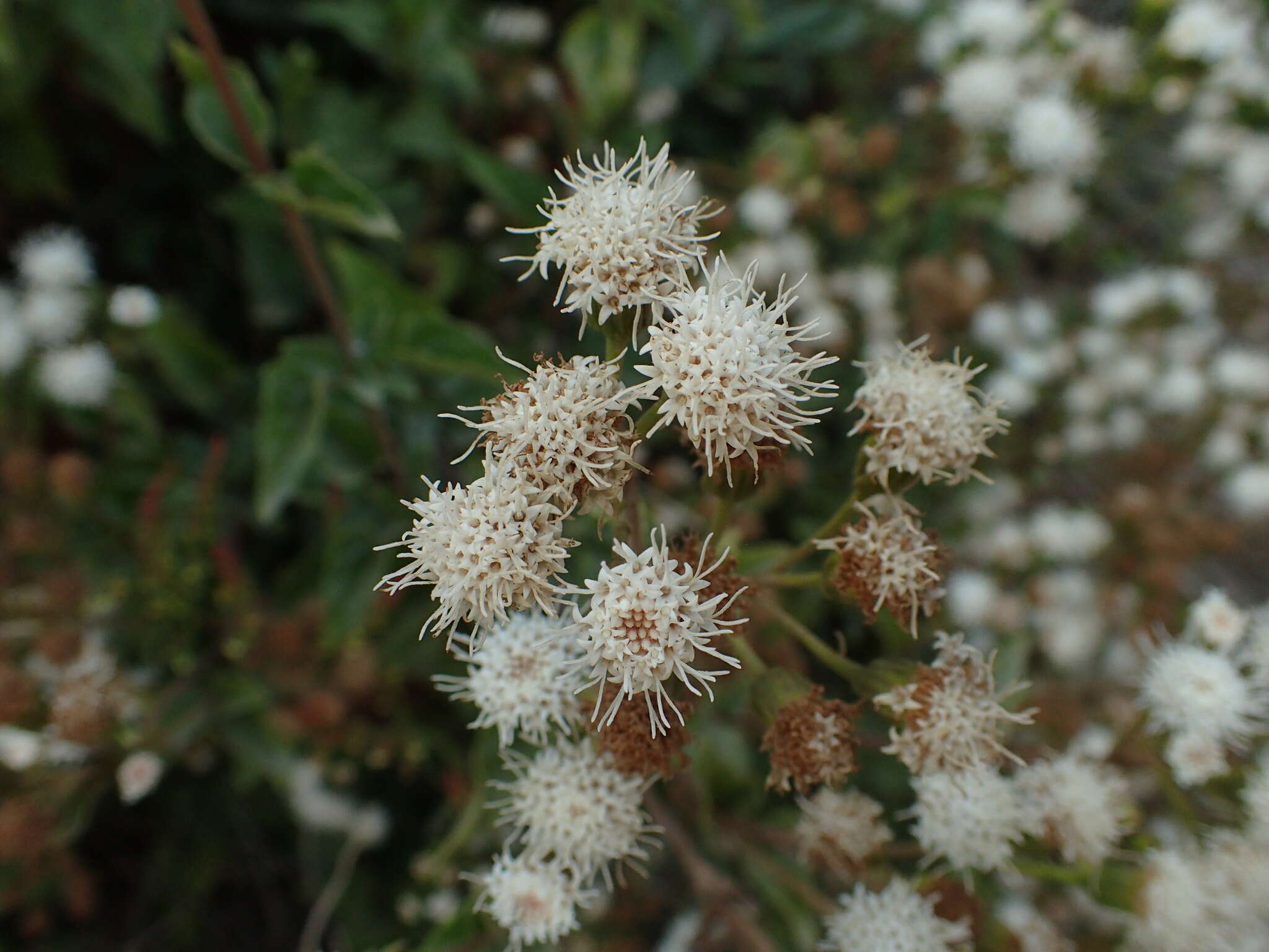 Ageratina glechonophylla (Less.) R. King & H. Rob. resmi