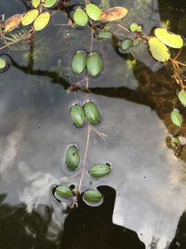 Image de Potamogeton diversifolius Raf.