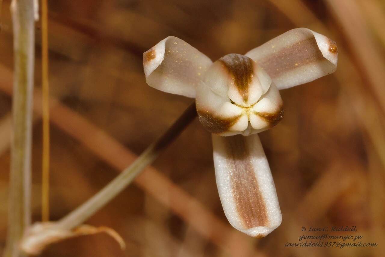 Imagem de Albuca kirkii (Baker) Brenan