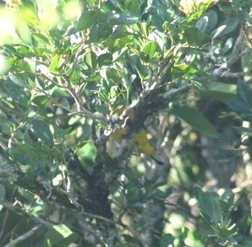 Image of Euphonia violacea aurantiicollis Bertoni & AW 1901