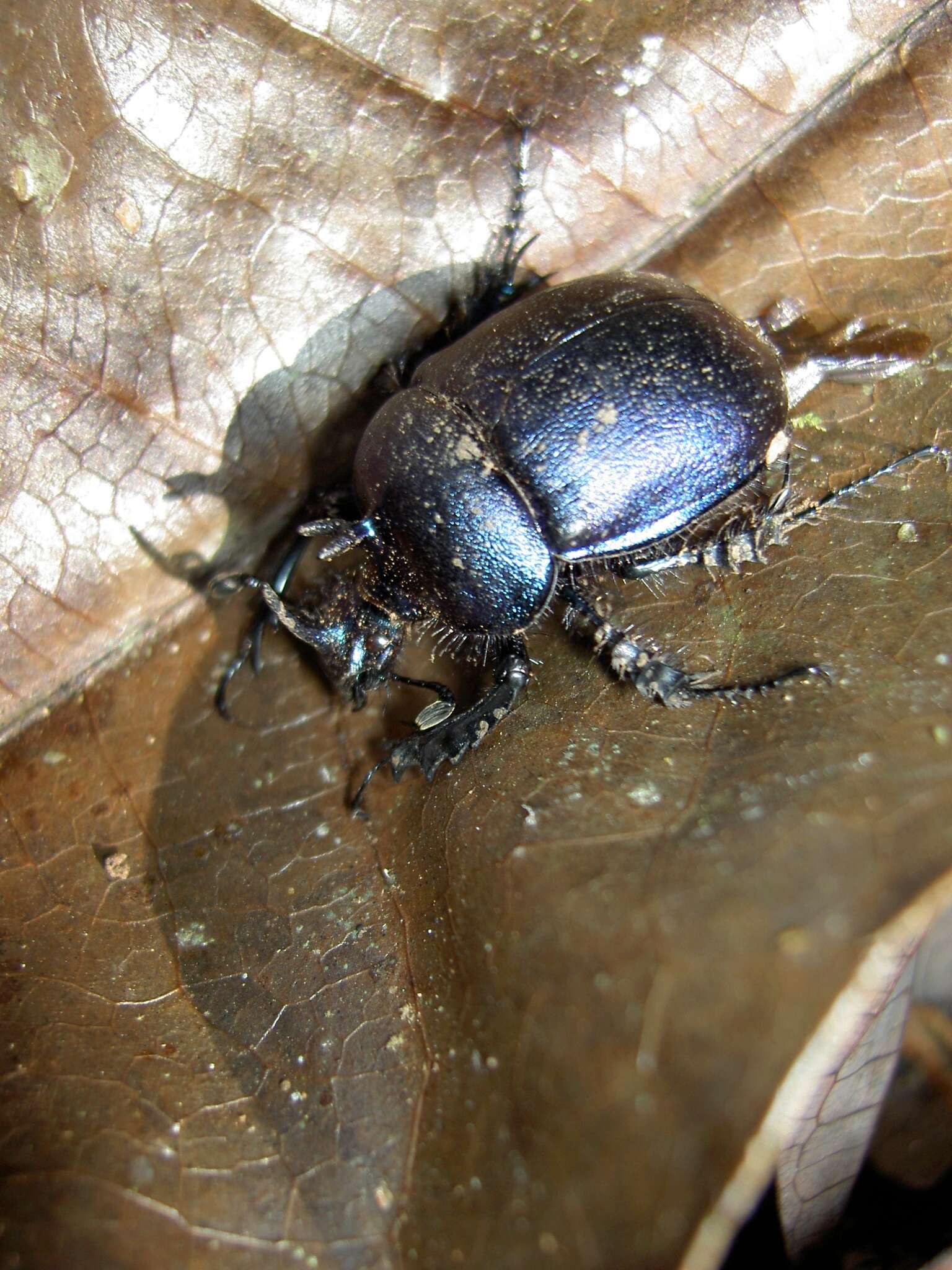 Image of Enoplotrupes