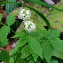 Cardamine leucantha (Tausch) O. E. Schulz的圖片