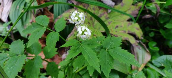 Imagem de Cardamine leucantha (Tausch) O. E. Schulz