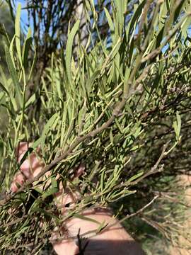 Image of Capparis loranthifolia Lindl.