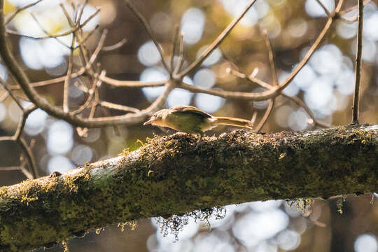 Image of Cameroon Scrub-warbler