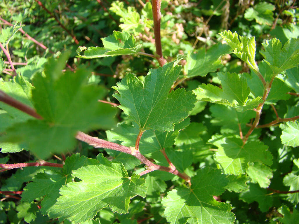 Слика од Physocarpus monogynus (Torr.) Kuntze