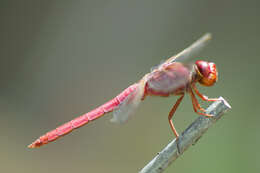 Image of Carmine Skimmer