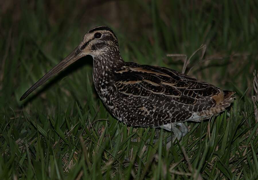 Gallinago undulata (Boddaert 1783)的圖片