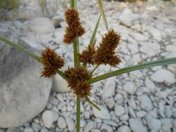 Image of Cyperus glomeratus L.