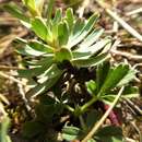 Image of Euphorbia saxatilis Jacq.