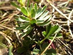 Sivun Euphorbia saxatilis Jacq. kuva