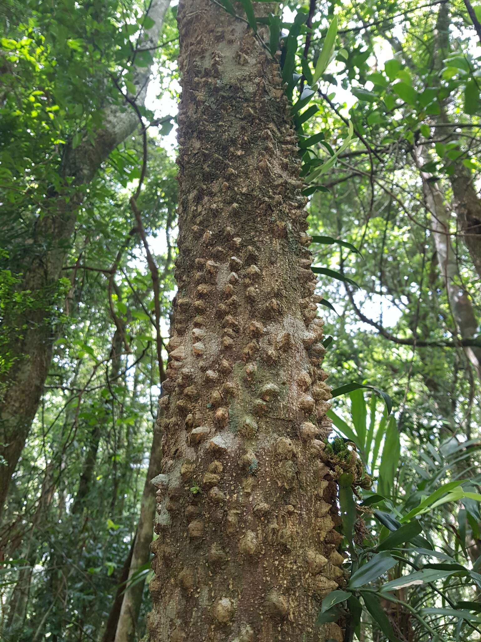 Image of Zanthoxylum brachyacanthum F. Müll.