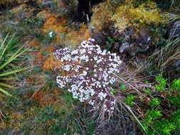 Image of Valeriana pilosa Ruiz & Pav.