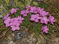 Image of Dianthus microlepis Boiss.