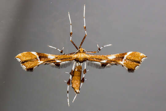 Image of Rose Plume Moth