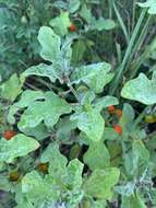 Image of Solanum catombelense Peyr.