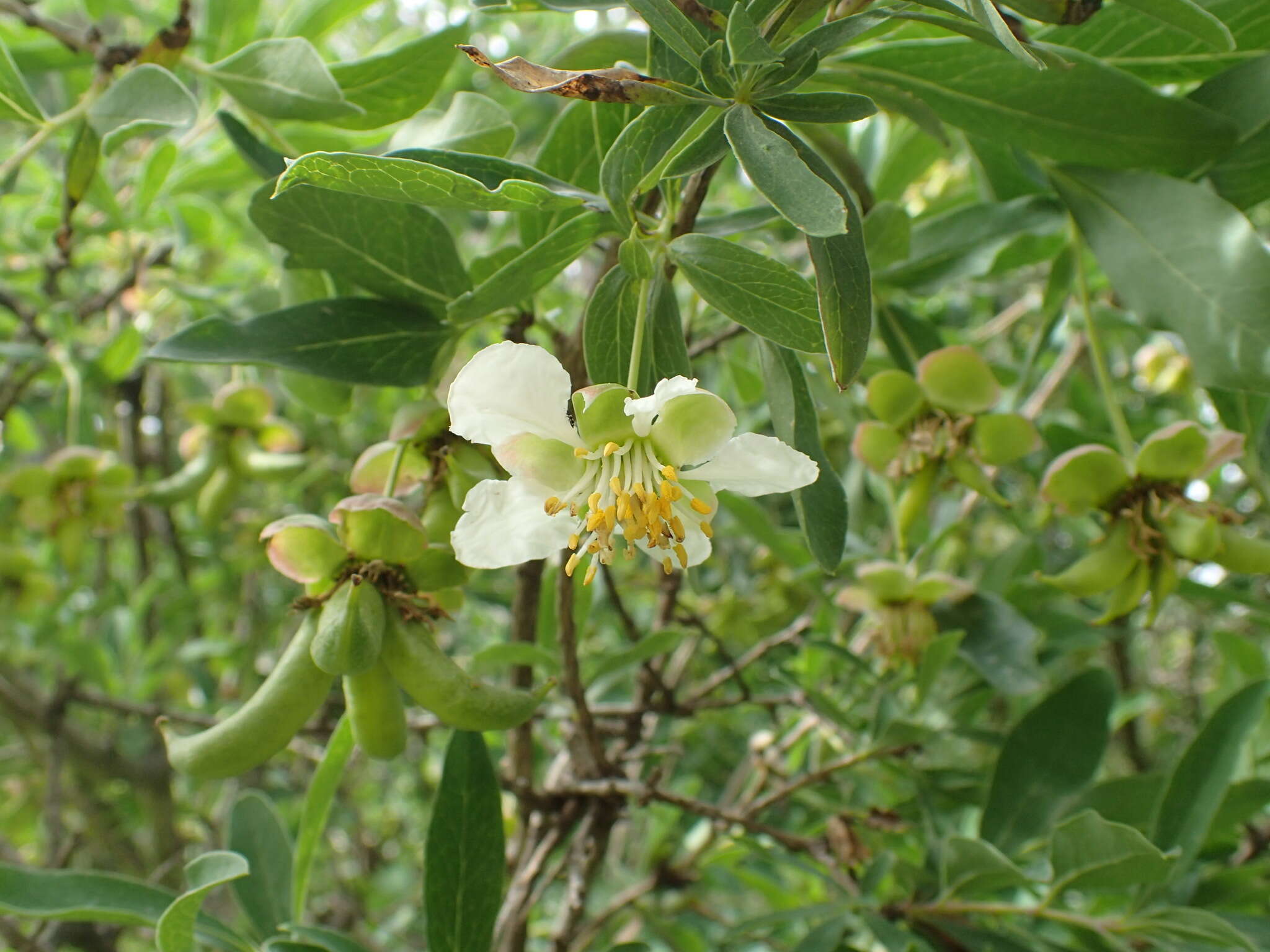 Image de Crossosoma californicum Nutt.