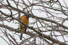 Image of Blue-and-yellow Tanager