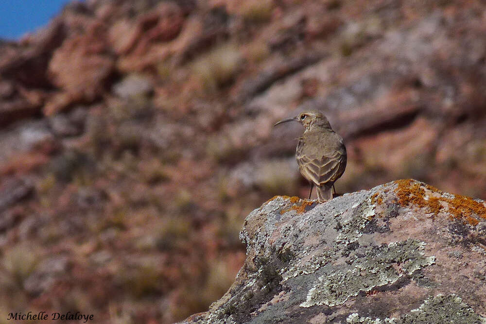 Image of Slender-billed Miner