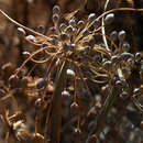 Image de Allium decaisnei C. Presl