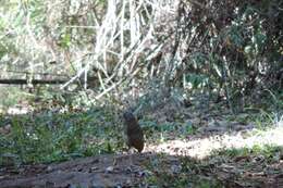 Image of Variegated Antpitta