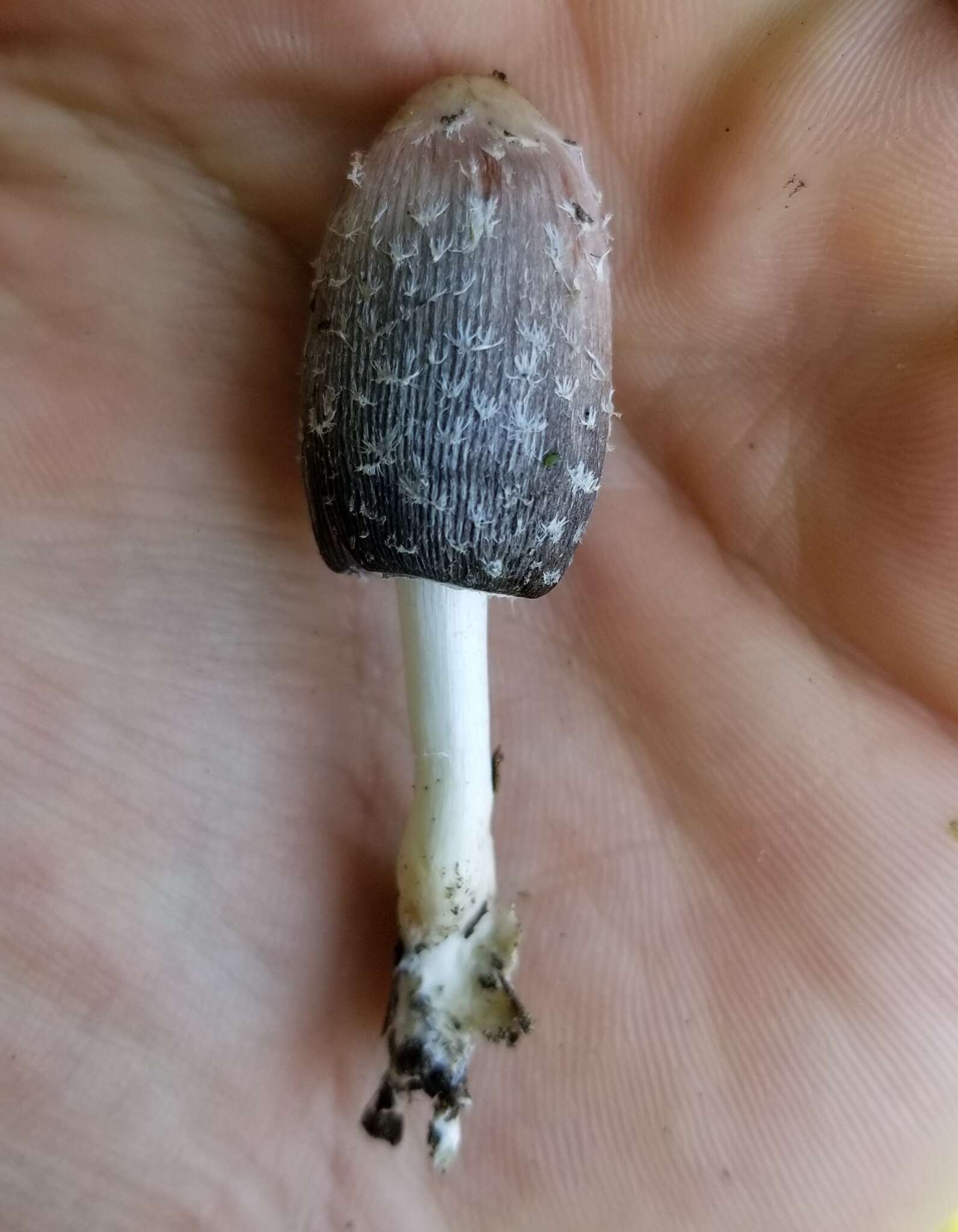 Image of Coprinus spadiceisporus Bogart 1976