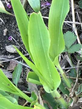 Image of Deer-Tongue Rosette Grass