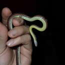 Image of Kosempo Keelback