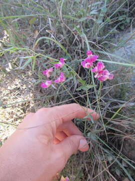 Imagem de Dolichos hastiformis E. Mey.