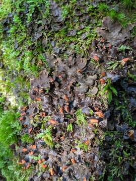 Image of felt lichen