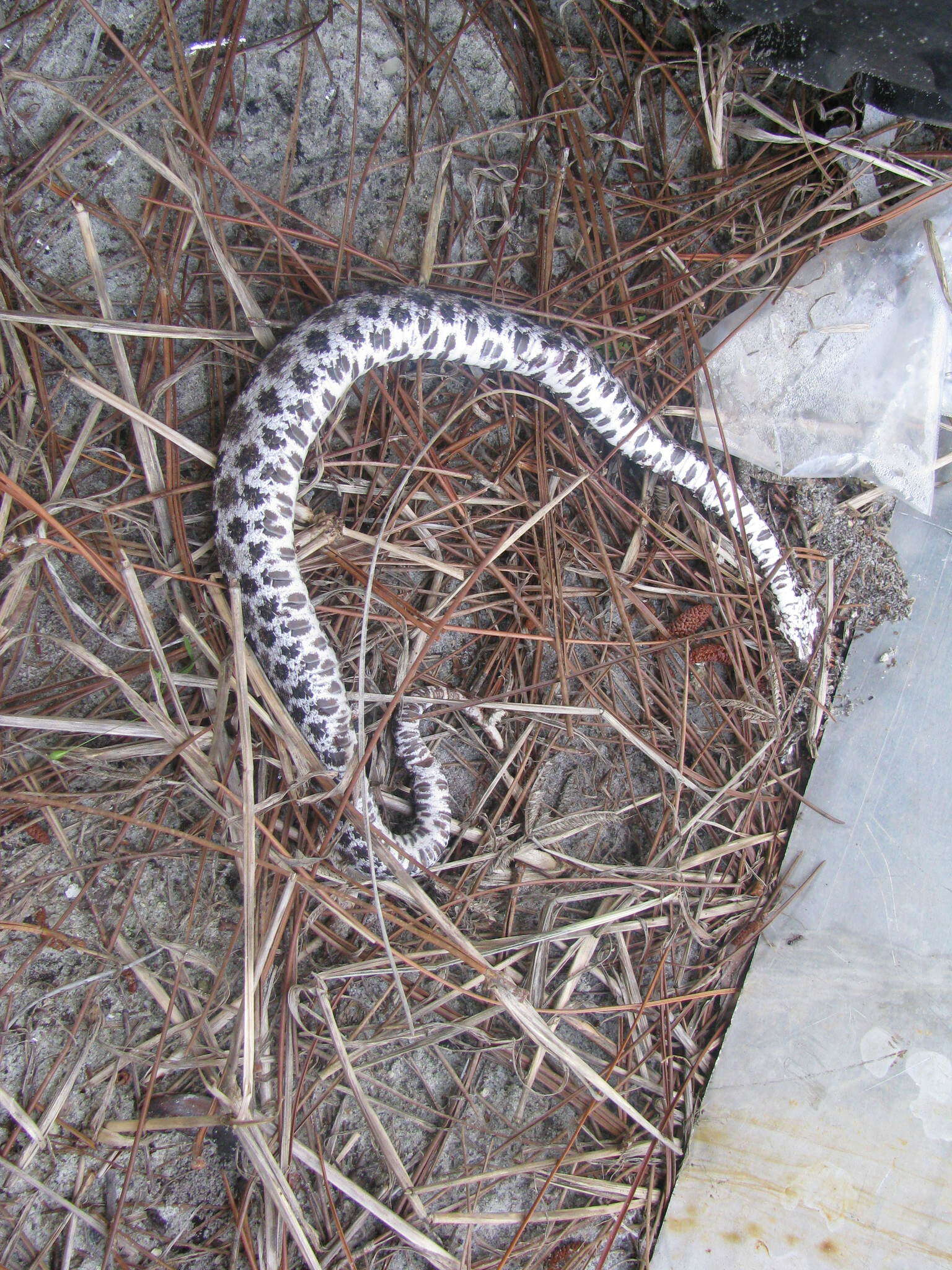 Image de Sistrurus miliarius barbouri Gloyd 1935