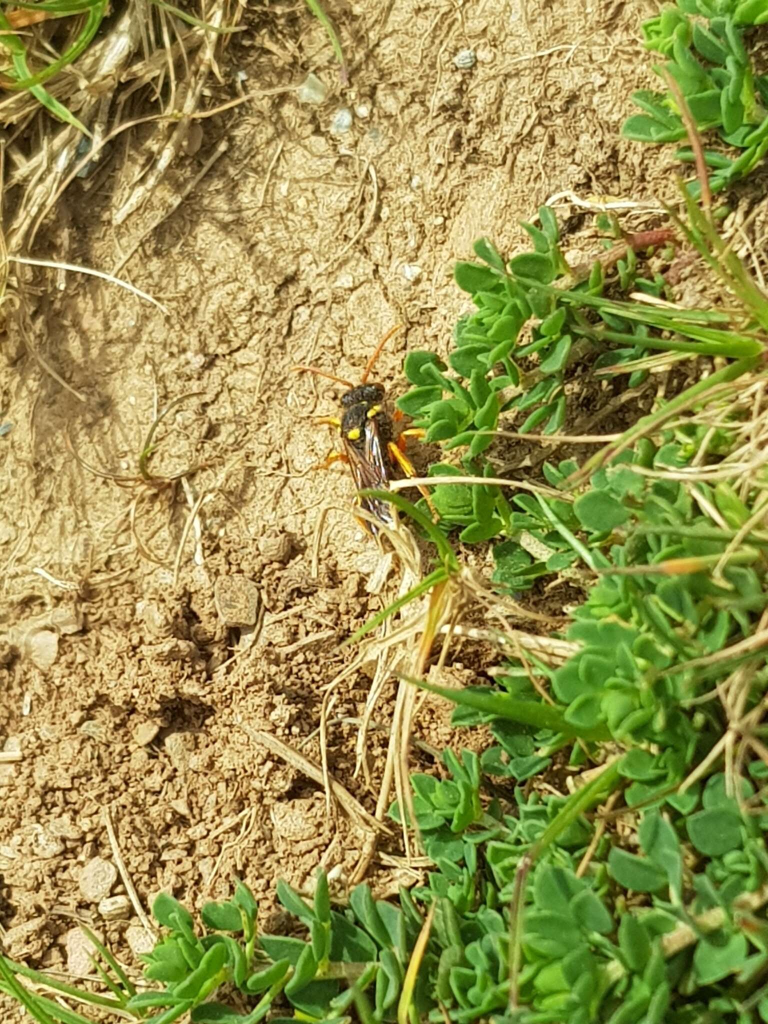 Image of Nomada fucata Panzer 1798