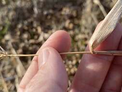 Image of Elymus virginicus var. virginicus