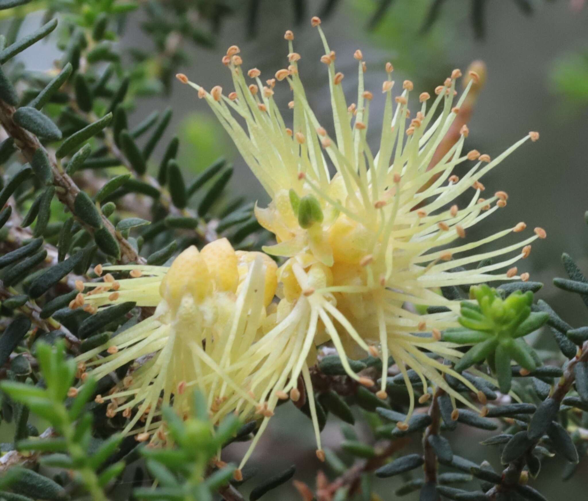 Sivun Melaleuca blaeriifolia Turcz. kuva