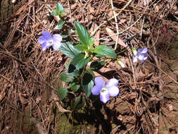 Image de Viola portalesia C. Gay