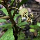 Rhynchotechum discolor (Maxim.) B. L. Burtt的圖片