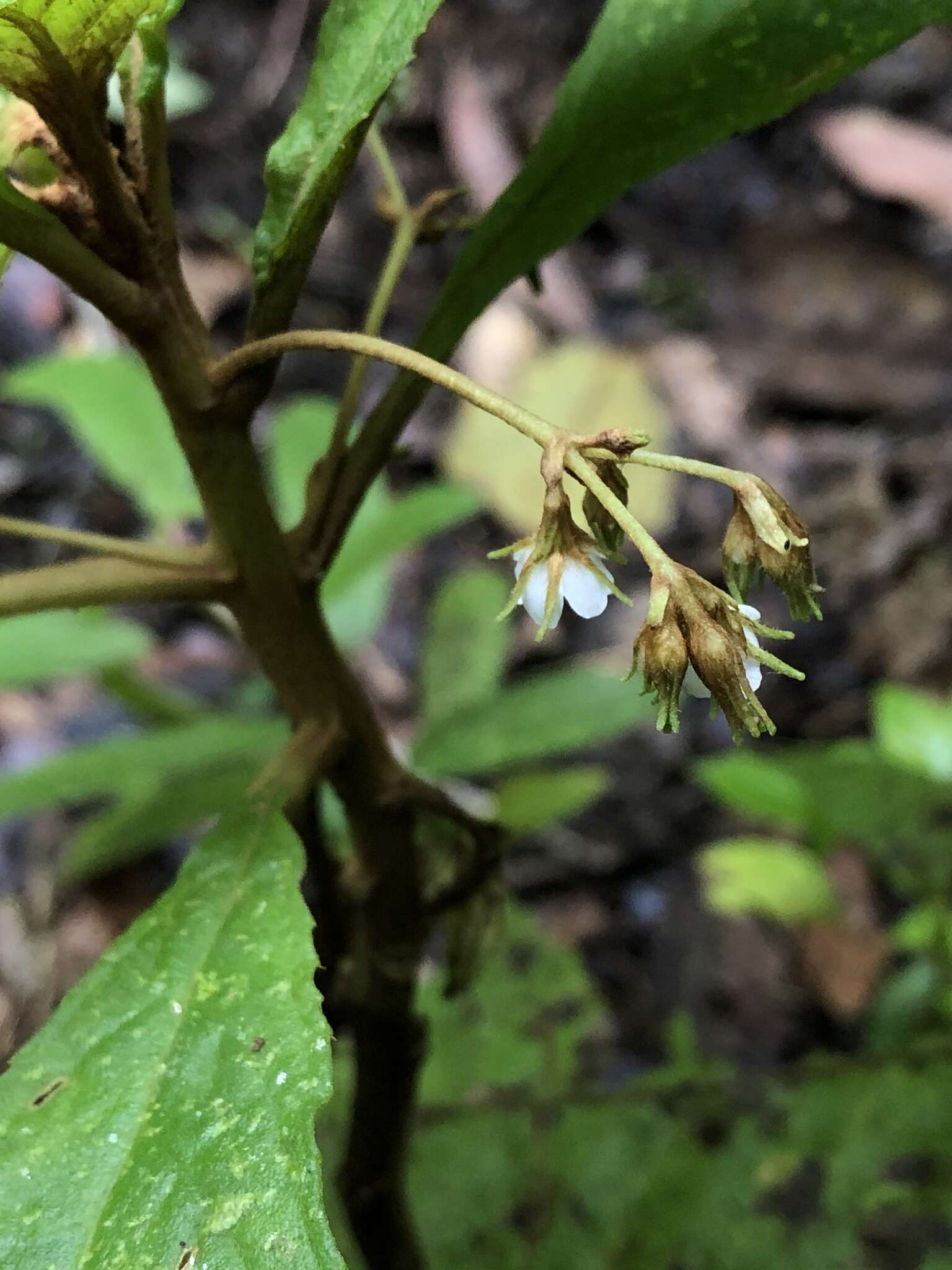 Image of Rhynchotechum discolor (Maxim.) B. L. Burtt