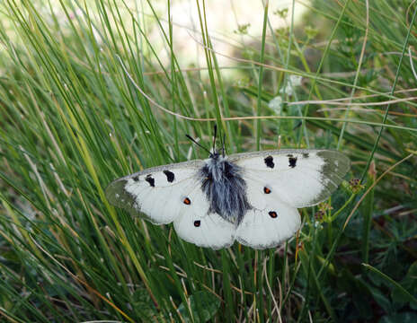 Image of Parnassius nordmanni