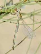 Image of Ischnura fountaineae Morton 1905